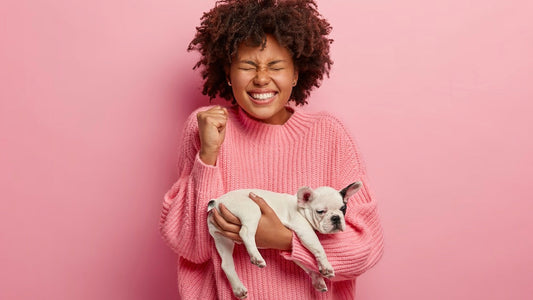From Working Dogs to Family Pets: Understanding Breed Origins and Their Impact on Modern Canine Companions