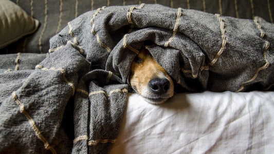 Unleash Love: 5 Life-Changing Reasons to Adopt a Furry Friend