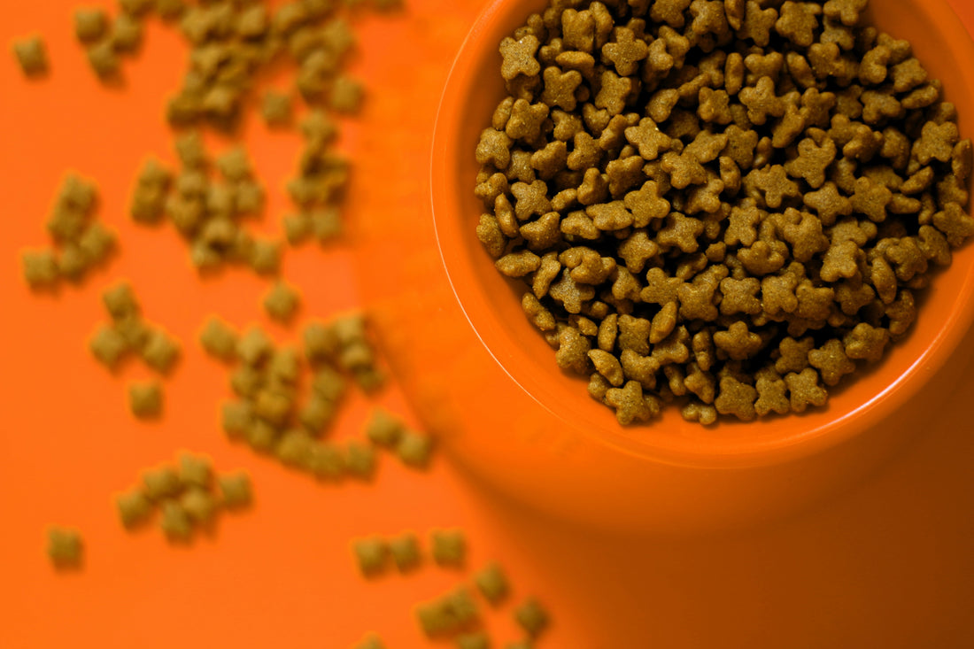 Pawsome Perks of EVOO: Why Your Pet Needs High Phenolic Olive Oil
