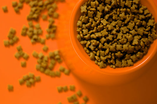 Pawsome Perks of EVOO: Why Your Pet Needs High Phenolic Olive Oil