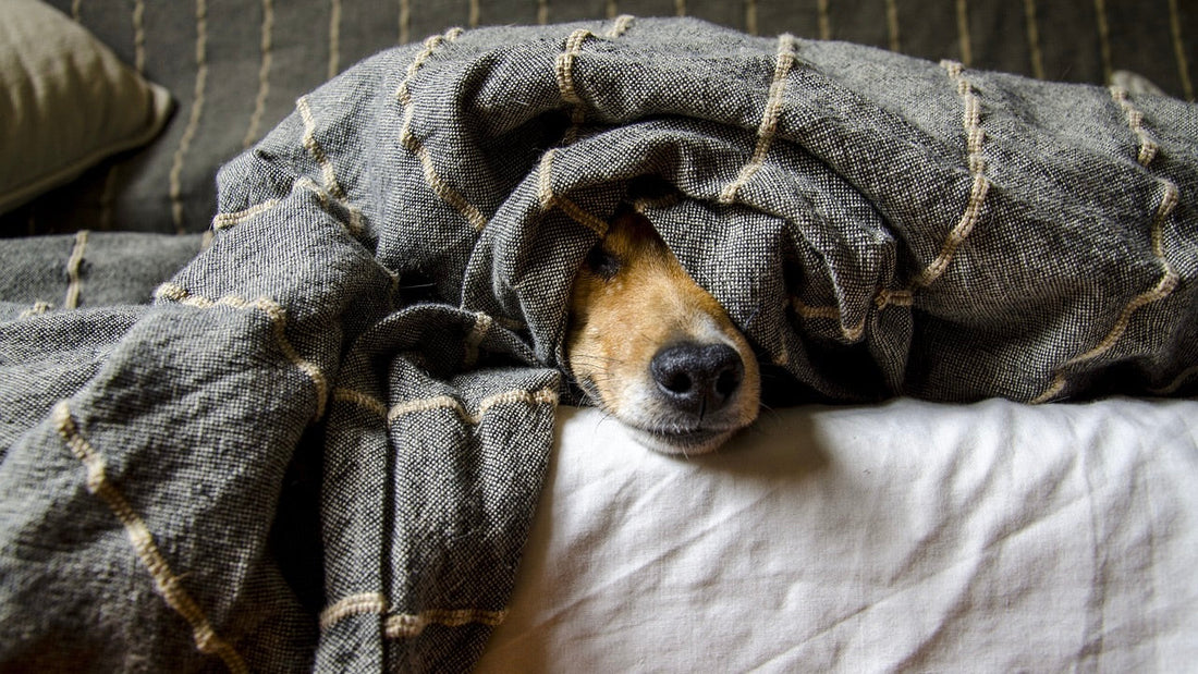 Unleash Love: 5 Life-Changing Reasons to Adopt a Furry Friend