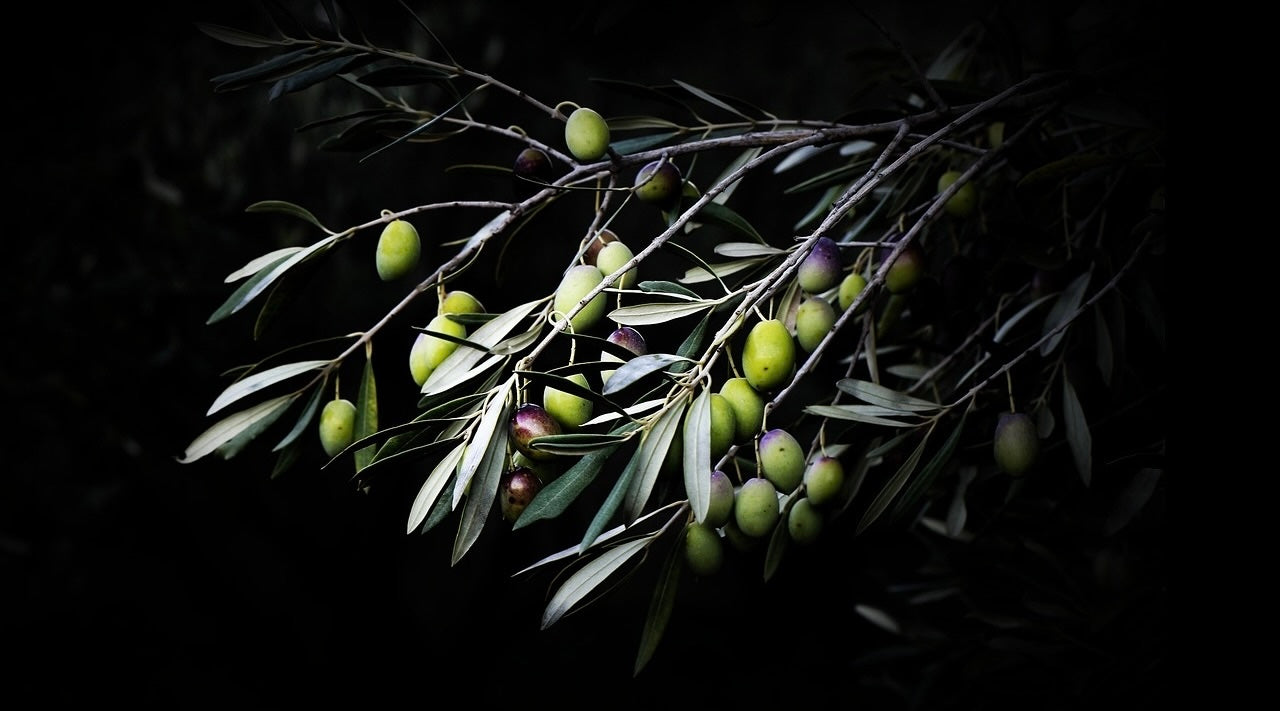 10 Myths About High Phenolic EVOO