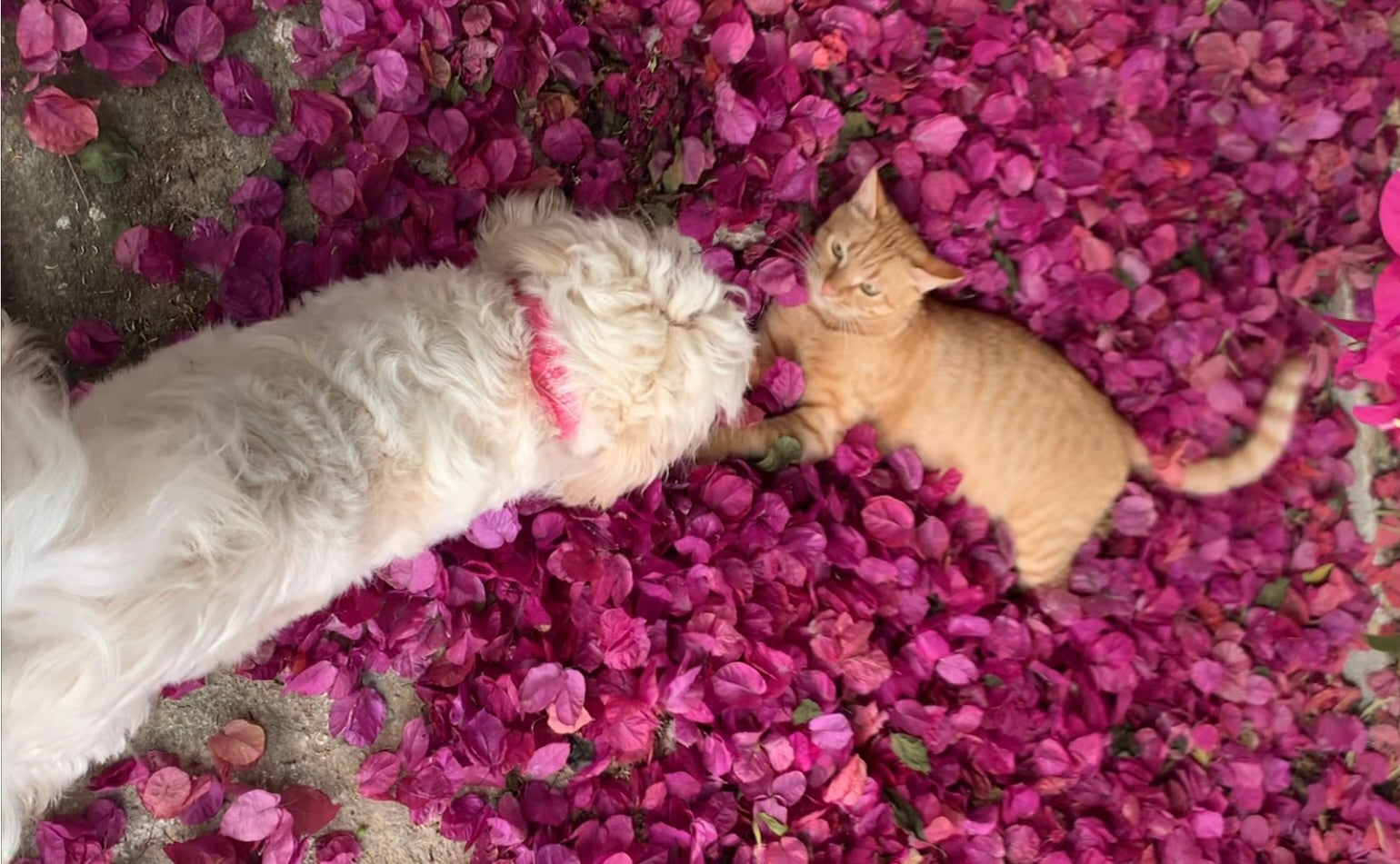 Lucy & Tzintzer — Living, Loving Learning