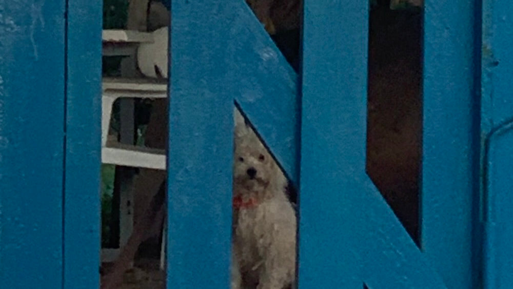 Aegina Animal Rescue Groups