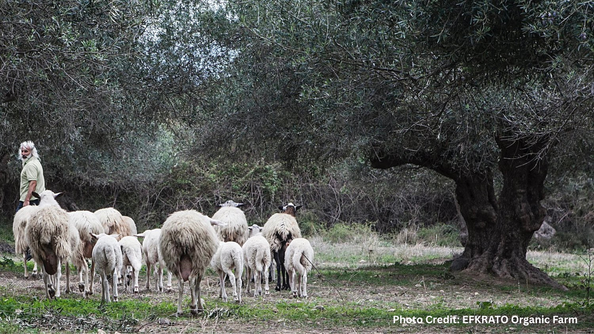 The Hidden World Beneath Olive Trees